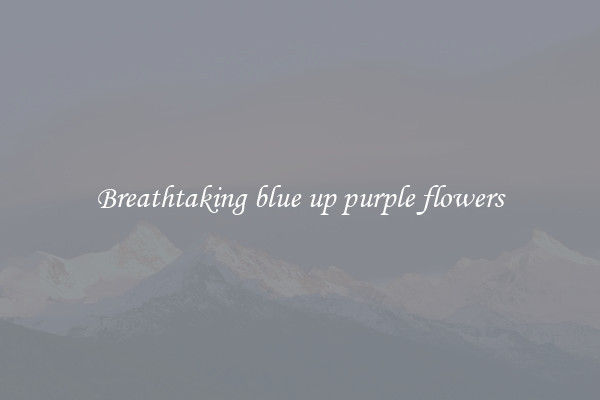Breathtaking blue up purple flowers